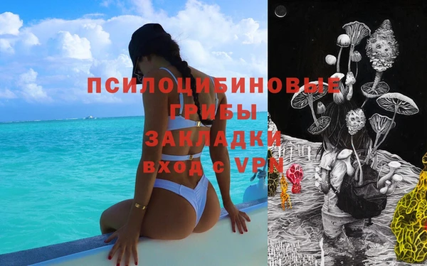 прущие грибы Абаза